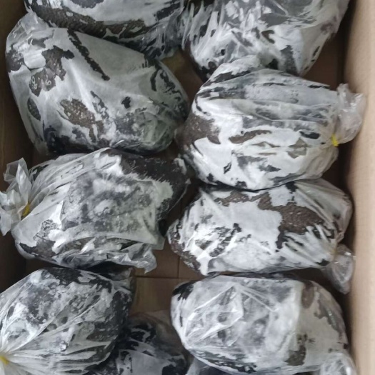 莘县乌鸡纯绿色无药残食品，规格齐全欢迎来电，电商市场货，正在热销