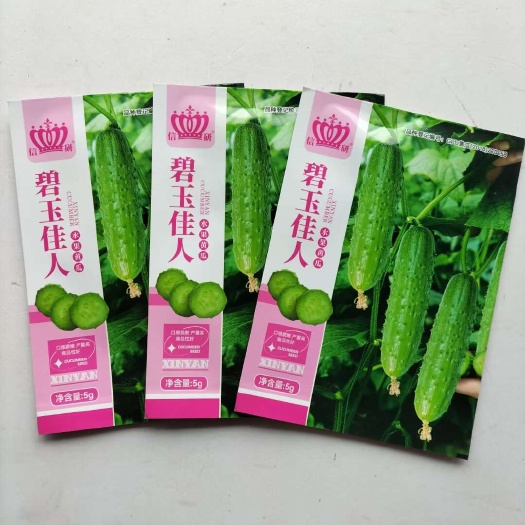 沭阳县碧玉佳人早熟全雌水果黄瓜种子 信研北海958强雌水果黄瓜种子