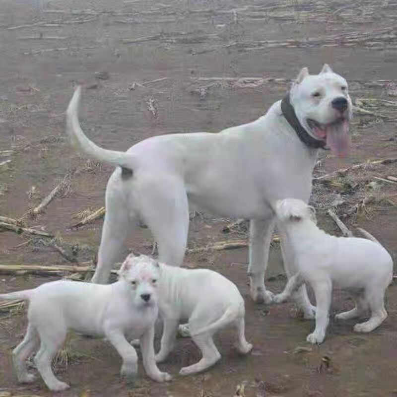 精品纯种杜高犬上山打猎斗犬性格猛凶公母都有疫苗驱虫已做