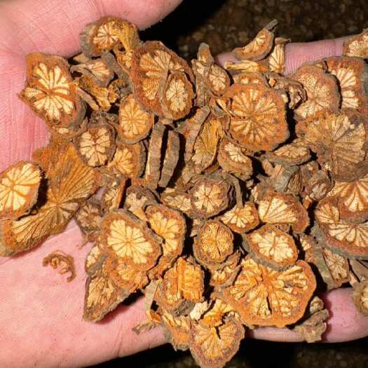 红藤干片