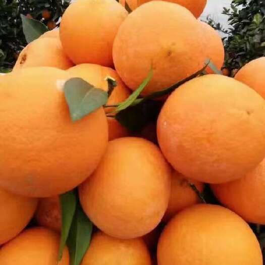 云阳重庆云阳纽荷尔，长江边上的果果