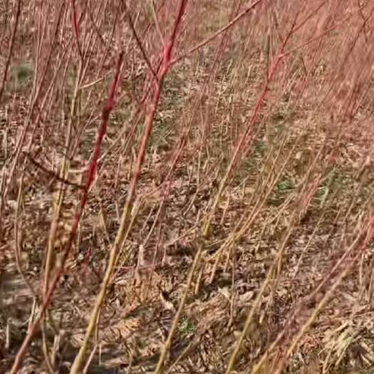 天门市胭脂红树苗
