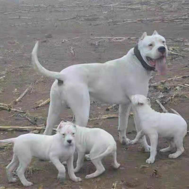 精品纯种杜高犬上山打猎斗犬性格猛凶公母都有疫苗驱虫已做