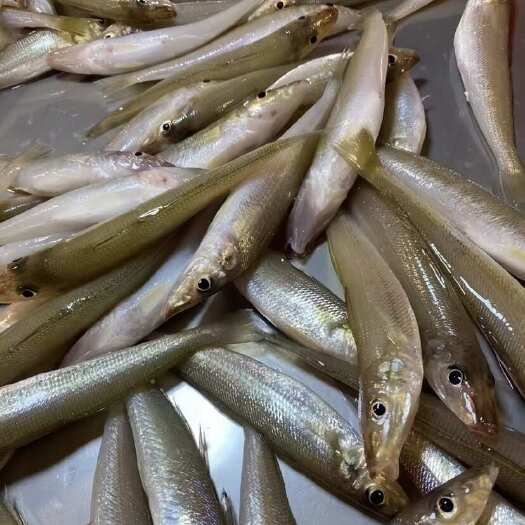 海捕梭子鱼新鲜活冷冻鱼酒店、排挡、供应、大量批发