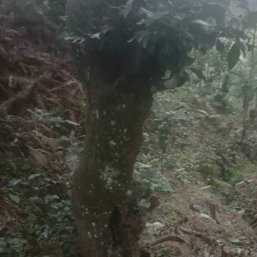 绥江县金蛋子熟桩
