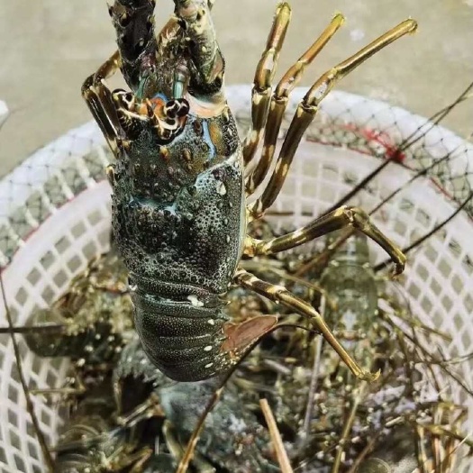 北海小青龙。龙虾鲜货冻货都是半斤以上的需要的私聊我 批发价