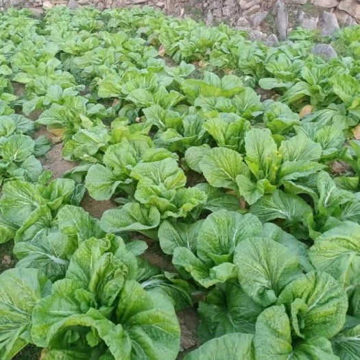 贵州威宁高原芥菜 500g新鲜采摘 翠绿嫩脆 快速发货
