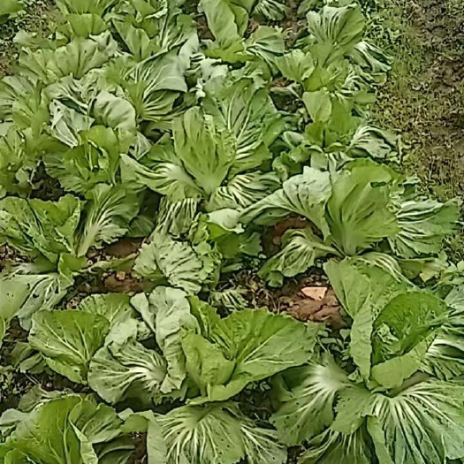 清远包心芥菜
