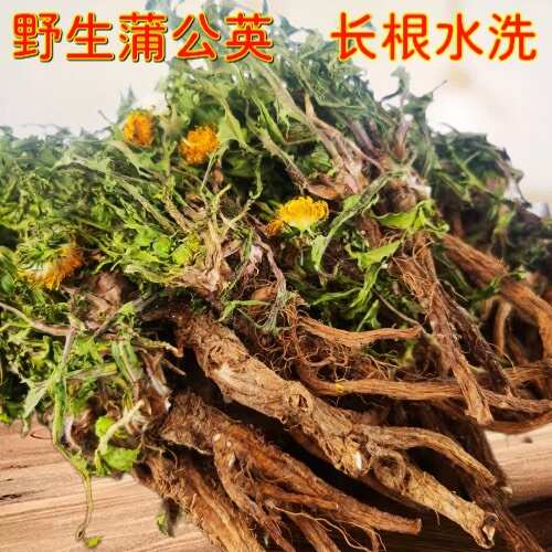 长根蒲公英