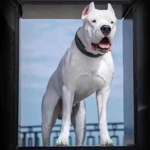 精品纯种杜高犬上山打猎斗犬性格猛凶公母都有疫苗驱虫已做