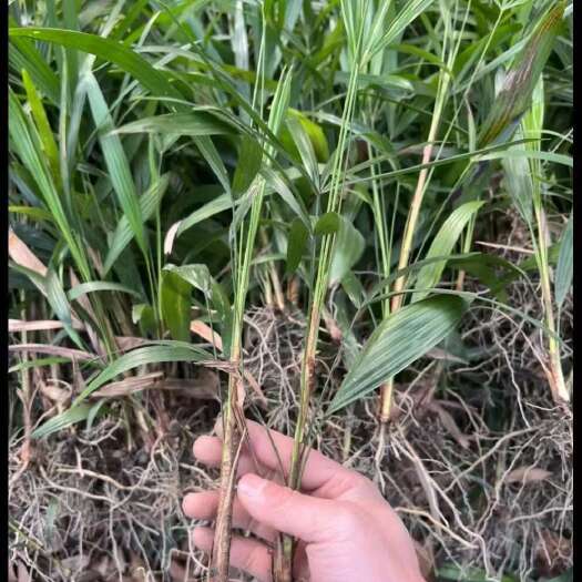 成都棕竹苗子，1年苗和两年苗