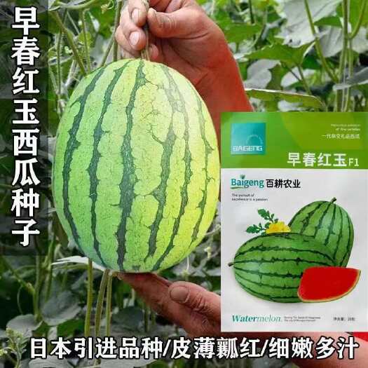 沭阳县早春红玉西瓜种子抗病薄皮甜脆特大少籽冰糖麒麟瓜8424水果种