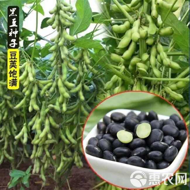 黑豆种子优质农家大田绿芯大黑豆种籽豆类非转基因豆蔬菜种子