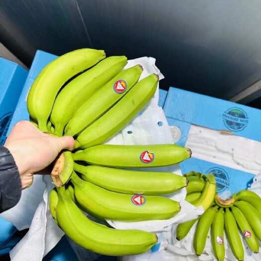 上海精品二级青蕉，可发全国