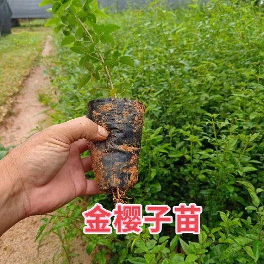 灵山县无刺金樱子苗