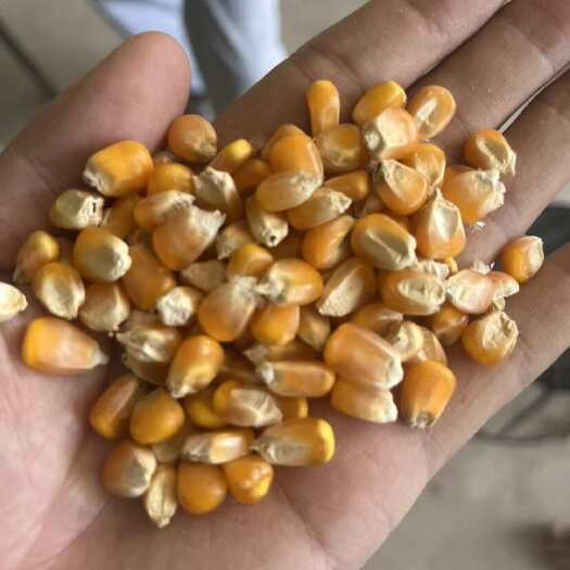 勐腊县老挝玉米