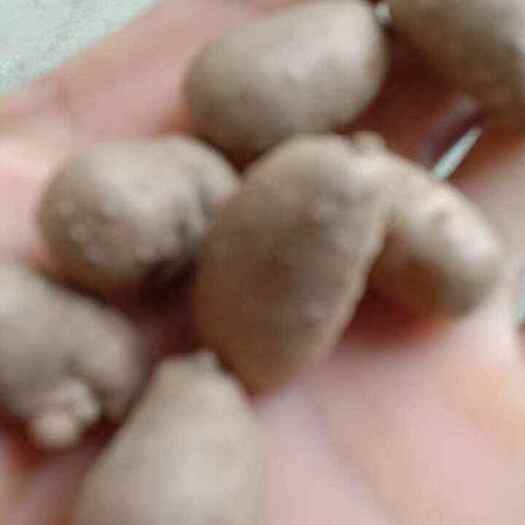 惠民县白玉山药豆原种，规格齐全，手捡豆，无烂无坏无病菌，