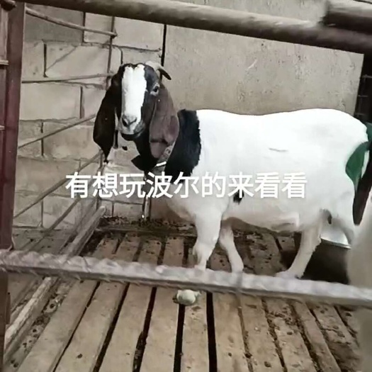 宿迁羊