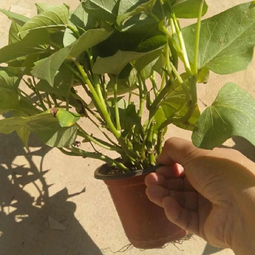 带盆种好地瓜叶1盆阳台绿植吃叶子品种菜用福薯台农地瓜叶苗