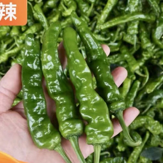祁东县皱皮辣辣椒苗秧苗长果小皱皮黑亮香辣邹皮椒苗子四季蔬菜秧苗