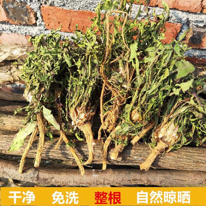 长根蒲公英