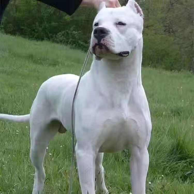 精品纯种杜高犬上山打猎斗犬性格猛凶公母都有疫苗驱虫已做