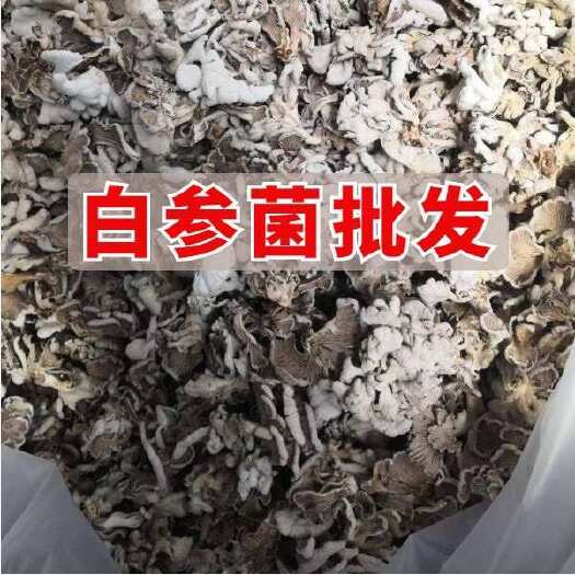 金乡县白参菌小片