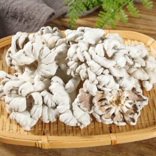 金乡县白参菌大片