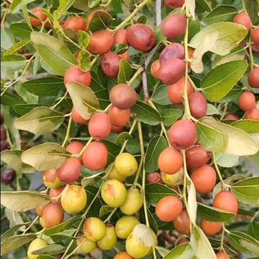 平邑县酸枣苗 百亩高产药用酸枣种植基地 高产酸枣苗培育 基地直销