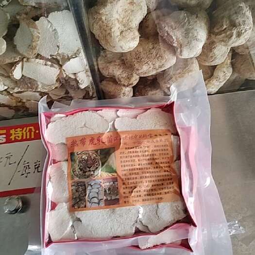 揭阳虎奶菇、虎乳菌、虎奶菌