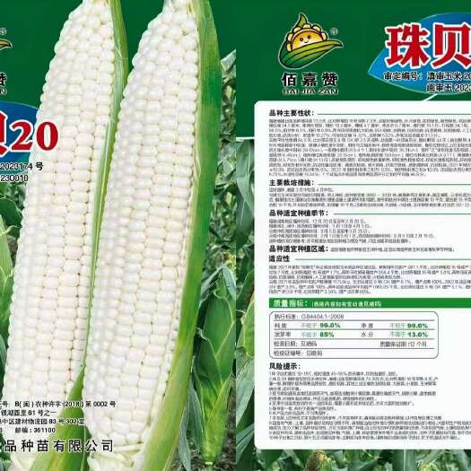 南靖县珠贝20，白色生食型水果甜玉米，甜度好，福建云南审定。