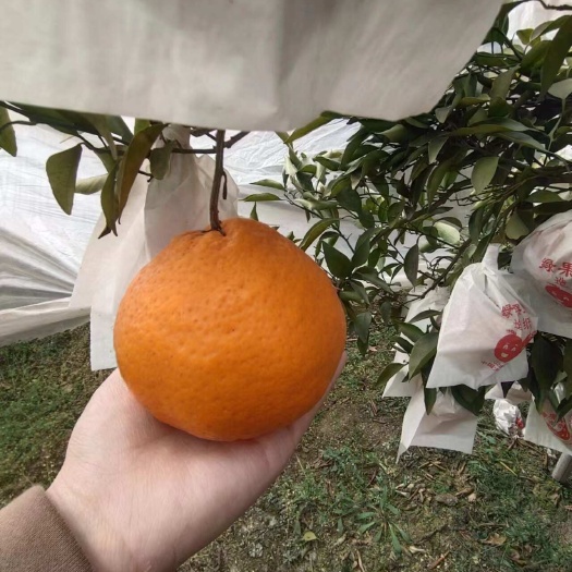  [精品耙耙柑]