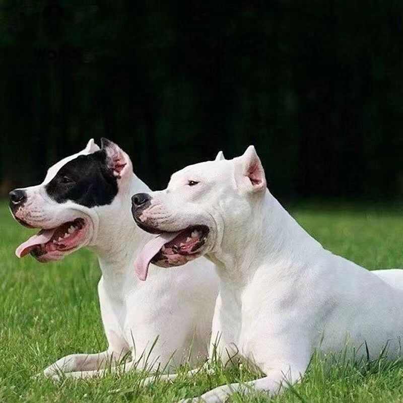精品纯种杜高犬上山打猎斗犬性格猛凶公母都有疫苗驱虫已做