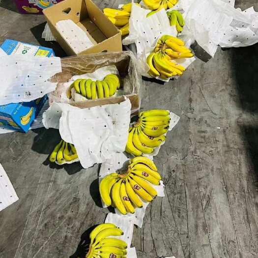 上海精品二黄蕉，可发全国，售后保障