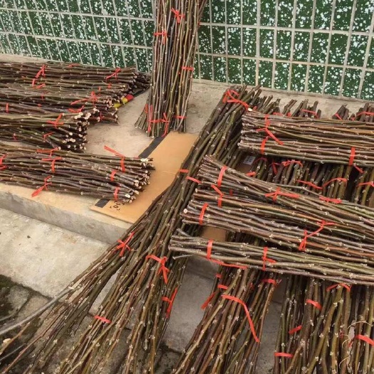 平顺县红仁核桃嫁接接80-1米长