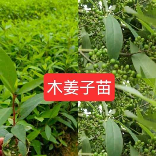灵山县木姜子苗