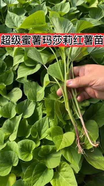 红薯苗组培苗大田苗日系品种红瑶玛莎莉黄金蜜马斯蒂