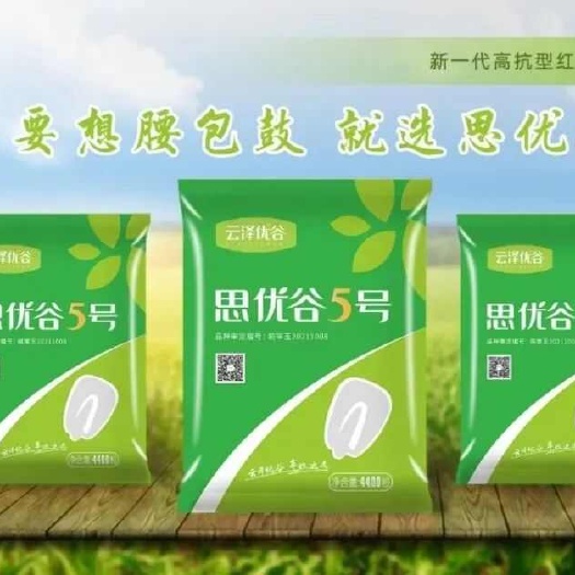 玉米种思优谷5号，抗旱抗涝，穗大穗匀，角质粮下单就送增产套餐
