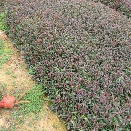 青州市山桃草穴盘苗，山桃草小杯，山桃草双色盆，千鸟花