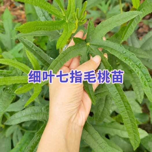 灵山县七指毛桃苗