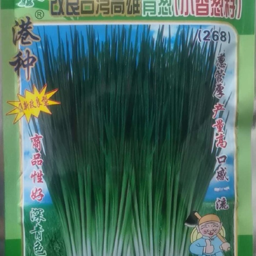 小香葱种子 改良品种葱管深青色,葱管厚,产量好