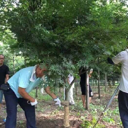 长沙红枫40