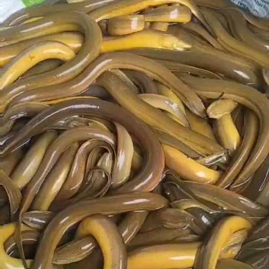 东兴市越南黄鳝