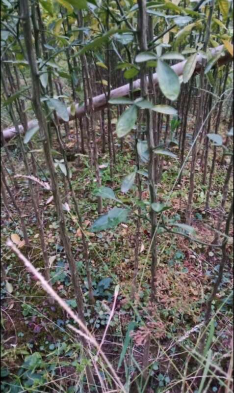 来安县枳树