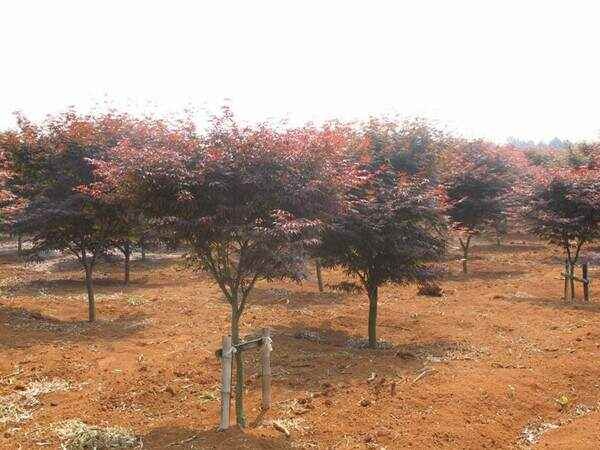 临沭县中国红枫