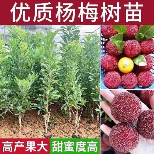 灵山县杨梅苗