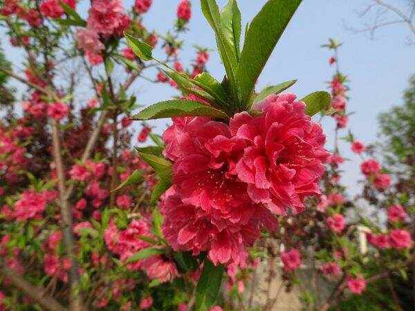 长沙红花碧桃