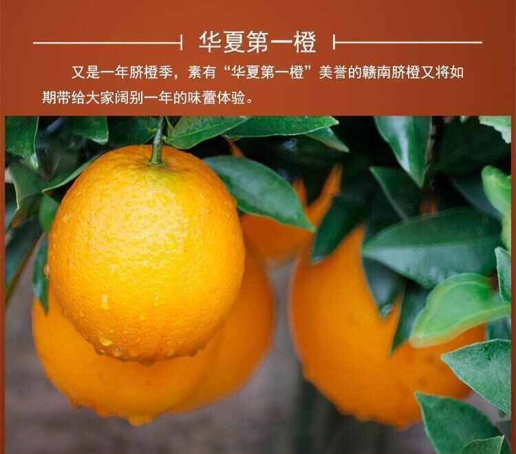 江西贛州甜橙子精裝臍橙甜新鮮水果整箱10斤批發(fā)價(jià)