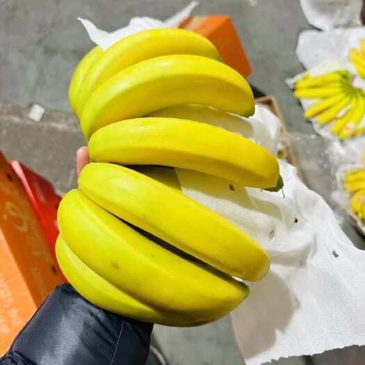 上海精品二黄蕉，支持验货，保质保量，全国可发