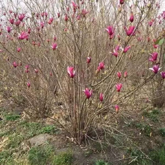 红玉兰